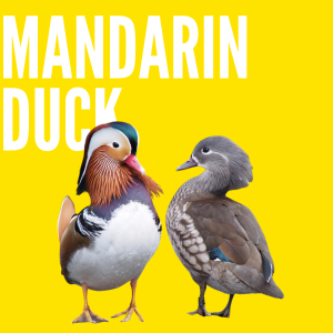2. Mandarin Ducks: Cultivating Love and Harmony!
