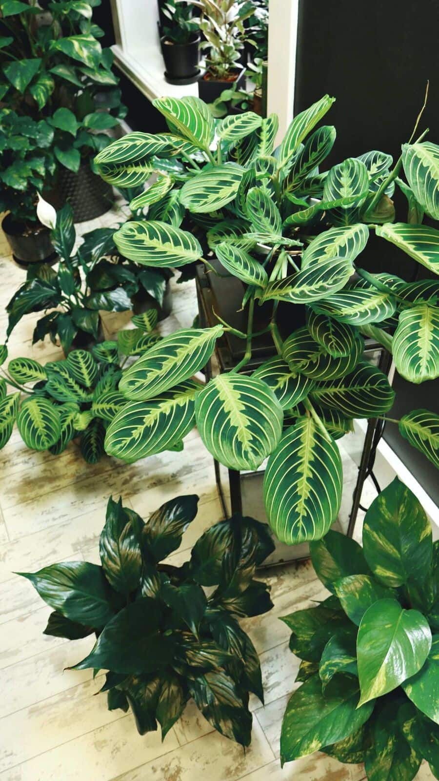 Bring These Indoor Plants For Positivity
