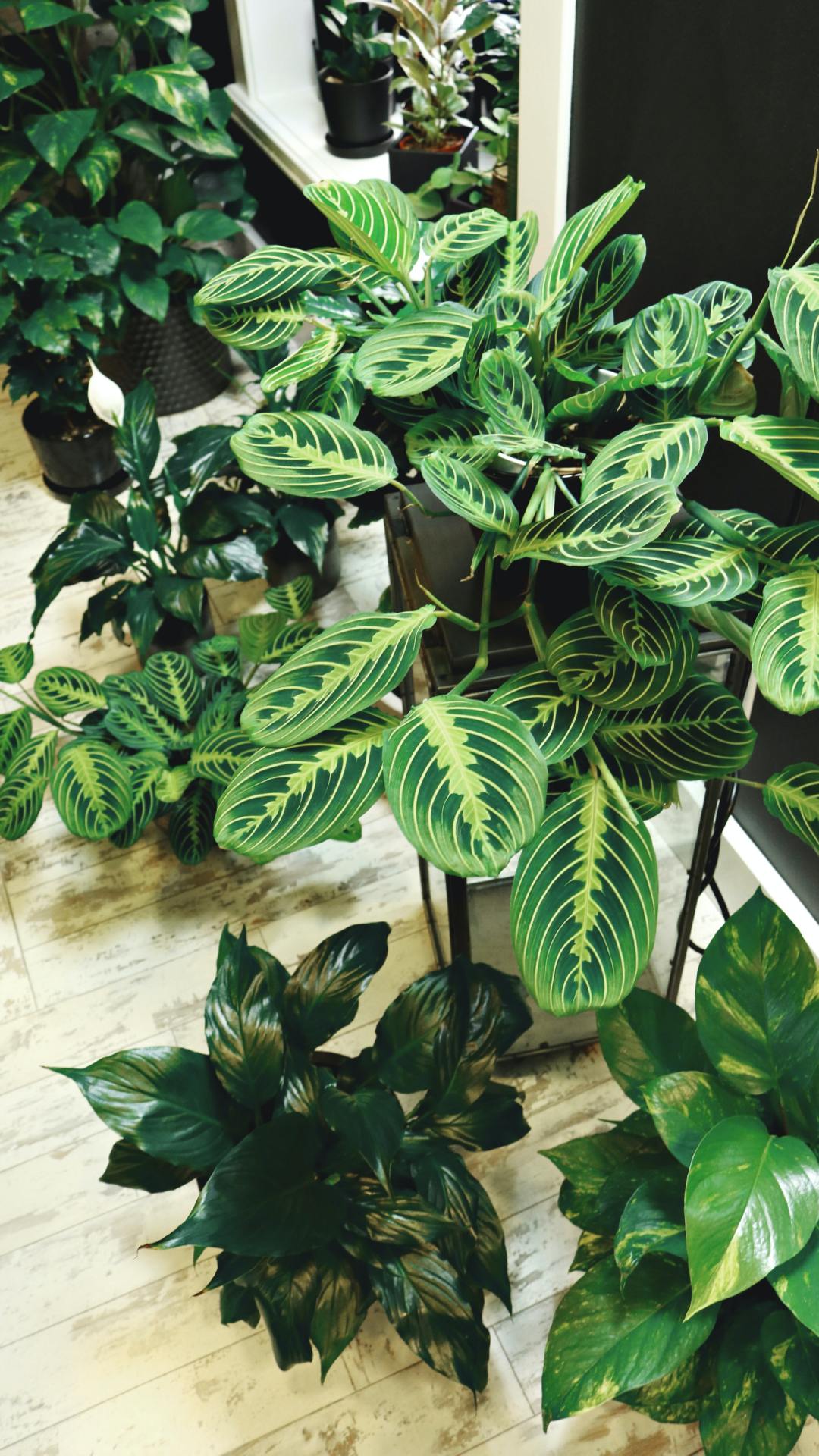 These plants must be planted to bring positive energy in the house
