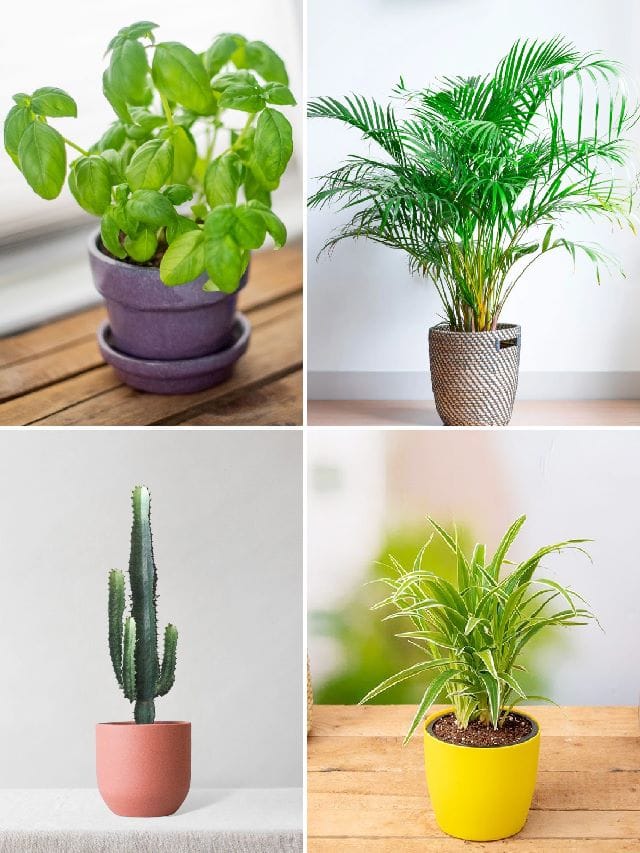 10 Indoor Plants That Bring Positivity